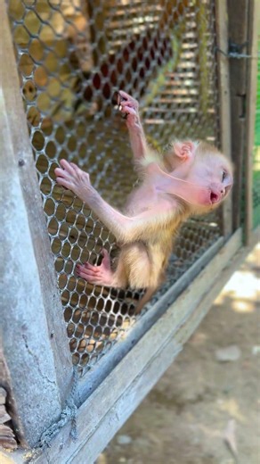 Outside Play ❤️😍 #monkey #babymonkey #animal