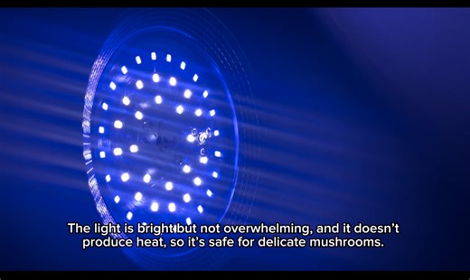 Watch Affordable Grow Light for Plants - Unboxing & Setup on Amazon Live