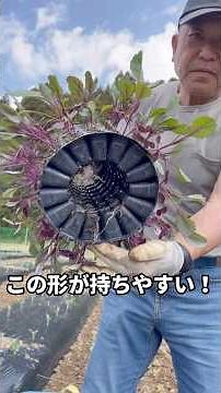 サラダでも美味しい紫キャベツ植えてきます #さくらふぁーむ #農業 #現代農業 #家庭菜園 #ファーム生活 #紫キャベツ#128穴セルトレイ