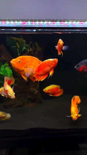 Oscar Fish Tank Setup 😍😍 #oscarfish #aquarium #oscarfishlover #reelsviralシ | Pisces Eye