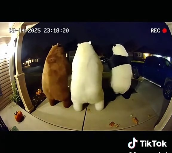 Polar bear said “say less” 🐻❄️#tiktok #fyp #viral #panda #dance | polar bear