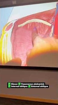 ✅Iliacus, transversus abdominis, external onlique, internal oblique | by an Anatomy Professor