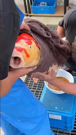 #Biggest koi fish in the world#shorts