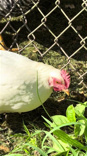 That sweet cloacal kiss #backyardchickens #roosters #hens #cloacas #teaser