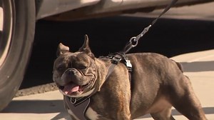 Animal Foundation hosts pet vaccination clinic