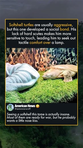 MOST SENTIENT SOFTSHELL TURTLE