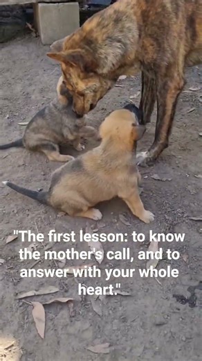 Dingo Pups Come Running! answering their mother's call 🐾