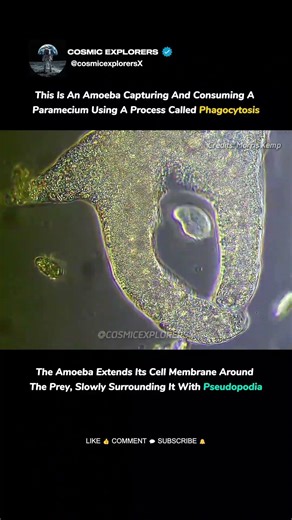 How an Amoeba Eats a Paramecium