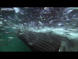 HD: Bait Ball Feast - Nature's Great Events: The Great Feast - BBC