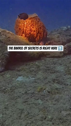 This barrel had secrets ! #youtubeshorts #youtube #ytshorts #shortvideo #shortsfeed #trending