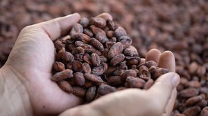 Cacao: así se puede consumir para preservar la juventud