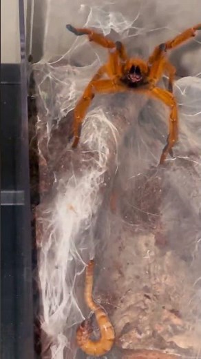 Angry OBT - Pterinochilus murinus