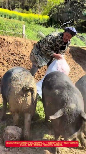 高原之珍！藏香豬戶外生態放養實錄與低成本飼養秘訣【農村養殖】