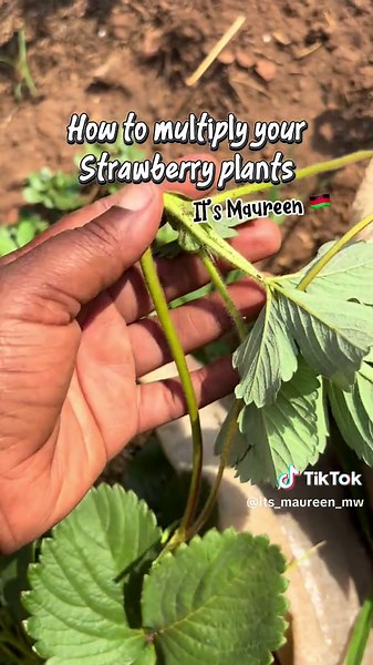 How to Multiply Strawberry Plants Efficiently