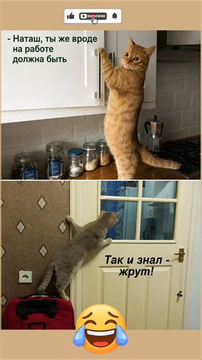 Когда хозяин неожиданно вернулся домой 😂 | Лучшие мемы с котами