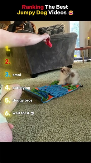 Ranking The Best Jumpy Dog Moments