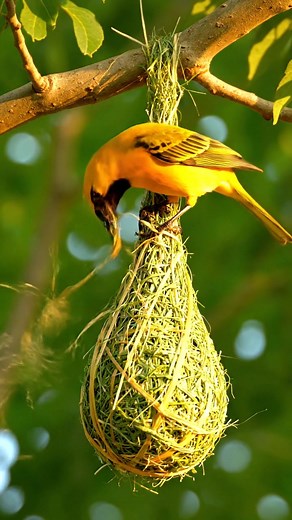 101K views · 1.4K reactions | 列✨ Just a bird enthusiast soaring through life #FeatheredFables #BirdWhisperer | Delia Frye | Facebook