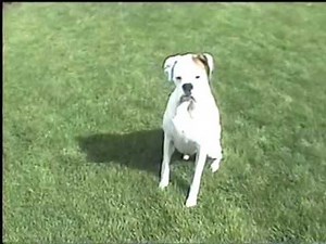 White Boxer Dog Playing
