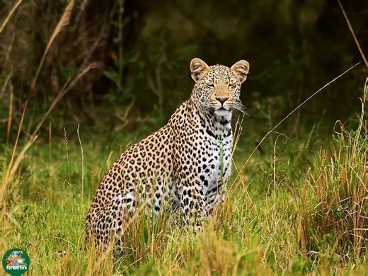 10K views · 297 reactions | Forest Life on Reels | Facebook