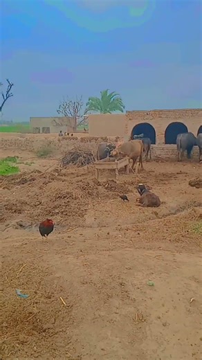 assalam walekum kya hal hai kya pin ko pasand karta hun safai karen aapka bahut shukriya 💞🥀💯