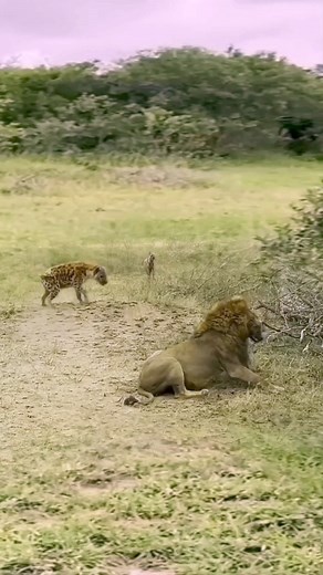 2.2M views · 10K reactions | #wildanimals #fyp | Wildanimals | Facebook