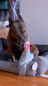 31M views · 436K reactions | When this parrot jumps out of his cage to play with the dog!  | The Dodo | Facebook