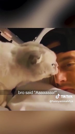 Talking Cats Compilation | Funny and Cute Kittens Talking