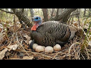 Wild Turkey: 120 Days From Egg To Survivor | Life in the Wild