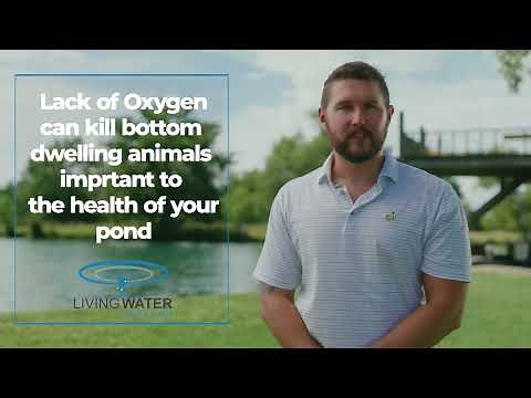 A Beginner's Guide to Pond Aeration: Enhance Your Pond's Ecosystem