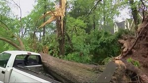Fallen trees creating a real danger to homes, buildings