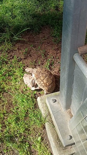 This turtle loved this Rock 🪨 at the Oregon Zoo #loop