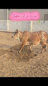 139K views · 6K reactions | Daughter of Lunda bull! #FarmingPakistan #cholistanicow #dairyfarmingpakistan #sahiwalcow #buffalo #Cholistan #alirandhawa #semen | Ali Randhawa Rohiwala | Facebook