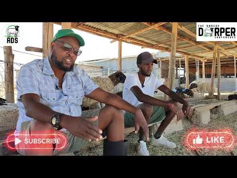 Mastering Dorper Lamb Management: From birth to weaning.