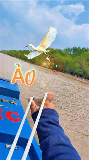 Quá xa mà vẫn lụm #hoangminhslingshot #nacaosu #slingshot #hunting