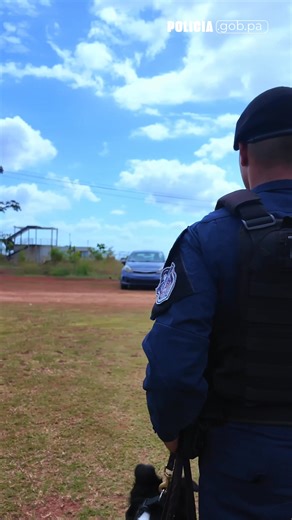 Cuando tu labor es tu pasión. El teniente Héctor De León es ejemplo de perseverancia, vocación, compromiso y sobre todo amor por su labor. El que de niño soñó con trabajar con canes, cumplió su sueño de ser instructor y hoy deja un legado de sentido de pertenencia y orgullo institucional. #UCAN | Policía Nacional de Panamá - página oficial