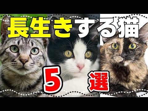 [Average Lifespan of Cats] Coat Patterns and Traits of Long-Lived Cats! What’s the Guinness Record?