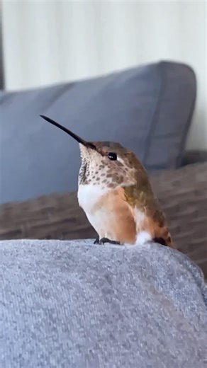 wobirdy | Baby hummingbirds are literally one of the cutest animals to exist! #Hummingbird #NatureFacts #BackyardBirding #BirdWatchers... | Instagram