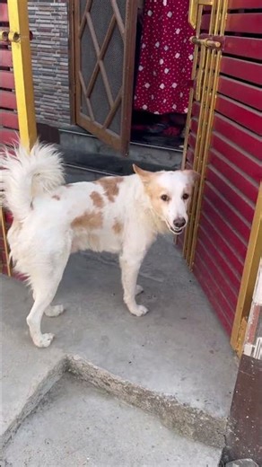 Hello bhai log sikho App download karo