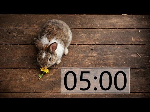 5 Minute Timer (INTENSE RABBIT MUSIC + Sound Notification at Zero) Flower Snack