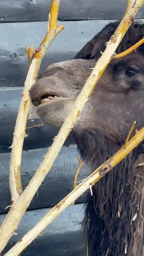 Brian on Instagram: "The bactrian camel are known for their large appetite. They are herbivores, primarily grazing on vegetation such as grasses, shrubs, and desert plants. Their diet includes a variety of plant materials, and they are adapted to consume thorny plants and tolerate harsh conditions. They are so well adapted to consume whatever is available, that they have been known for eating tents or clothing or whatever else they stumple upon😄 So as you can see a bit of willow are no problem 