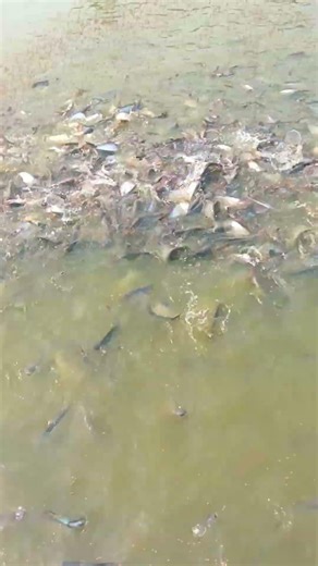 Machli Palan Me Paisa Kaise Kamaye