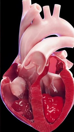Conceptual animation of the blood flow in the heart #3d #animation #heart