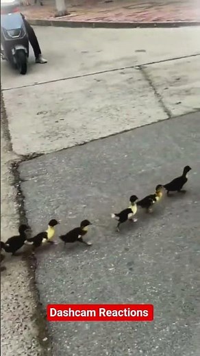 Ducks Take Over the Road | Funny Animal Dashcam Footage