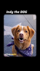 Indy the Dog takes home Best Performance in a Horror or Thriller at the Astra Film Awards for GOOD BOY. 🐾🏆 | Cinemagic Universe