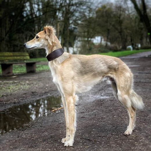 Longhaired Whippet: A Full Guide - WhippetCentral