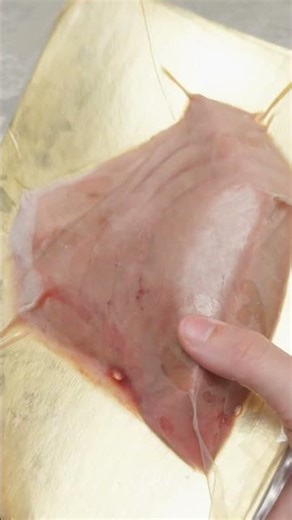 Fulton Fish Market | How to Store Your Frozen Seafood