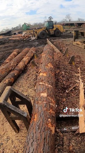 Processing Southern Yellow Pine into Short Logs
