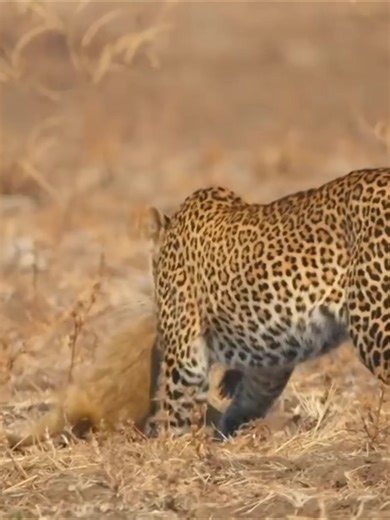 165-The leopard hunts a baby baboon in broad daylight_R | Mirian Alger