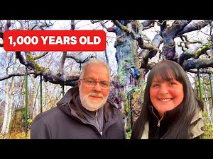 Sherwood Forest 🌳 | Home of Robin Hood