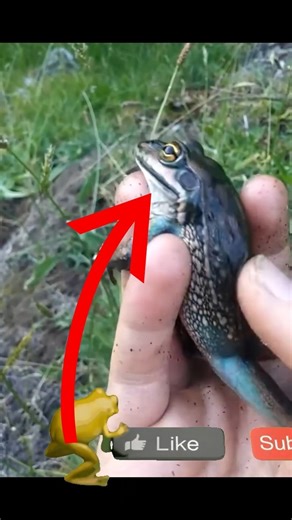 This Frog SCREAMS When Threatened -Nature’s Wildest Alarm#FunnyAnimals#WildlifeMoments#ScreamingFrog